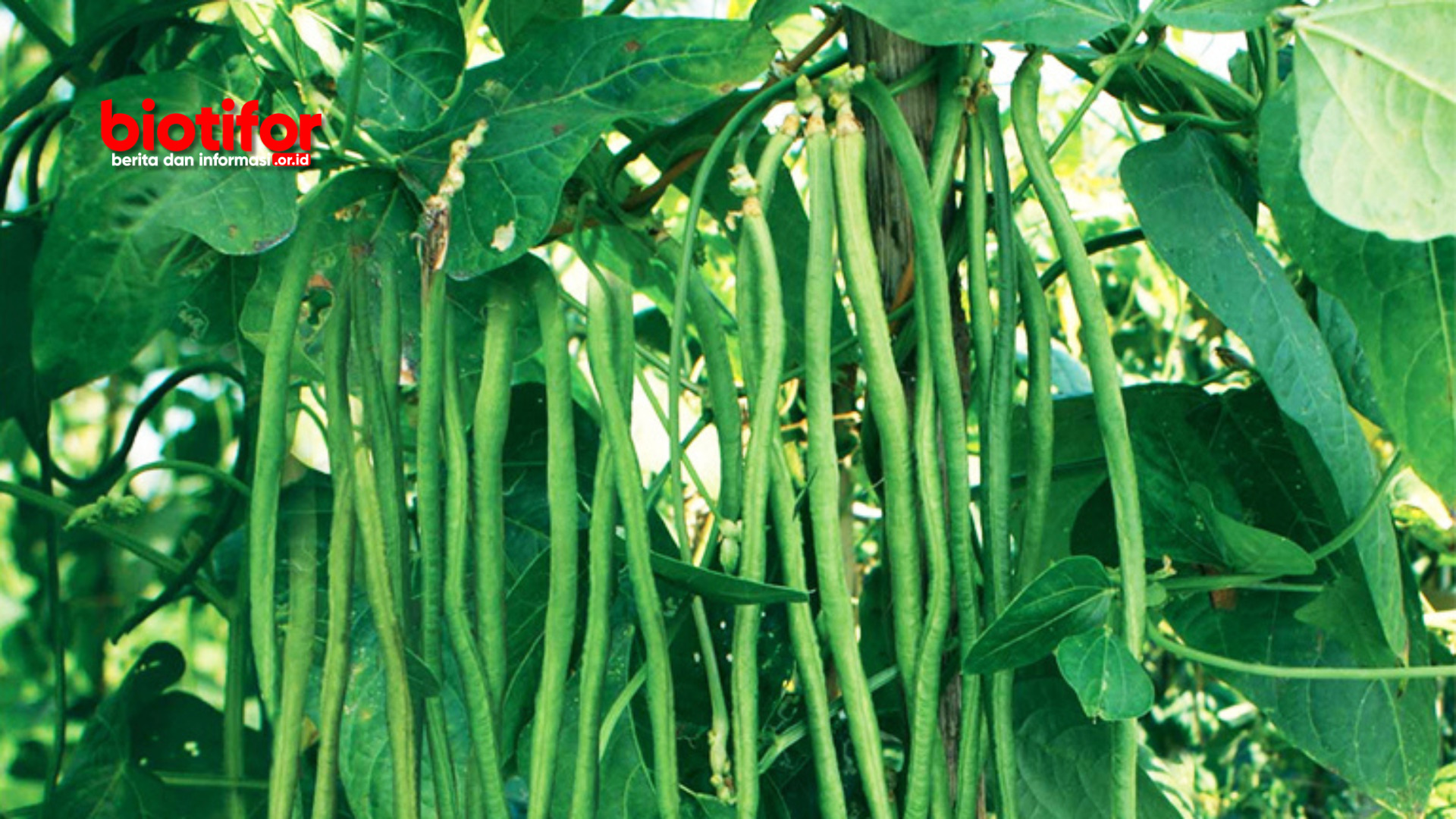 manfaat daun kacang panjang