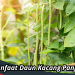 Manfaat Daun Kacang Panjang