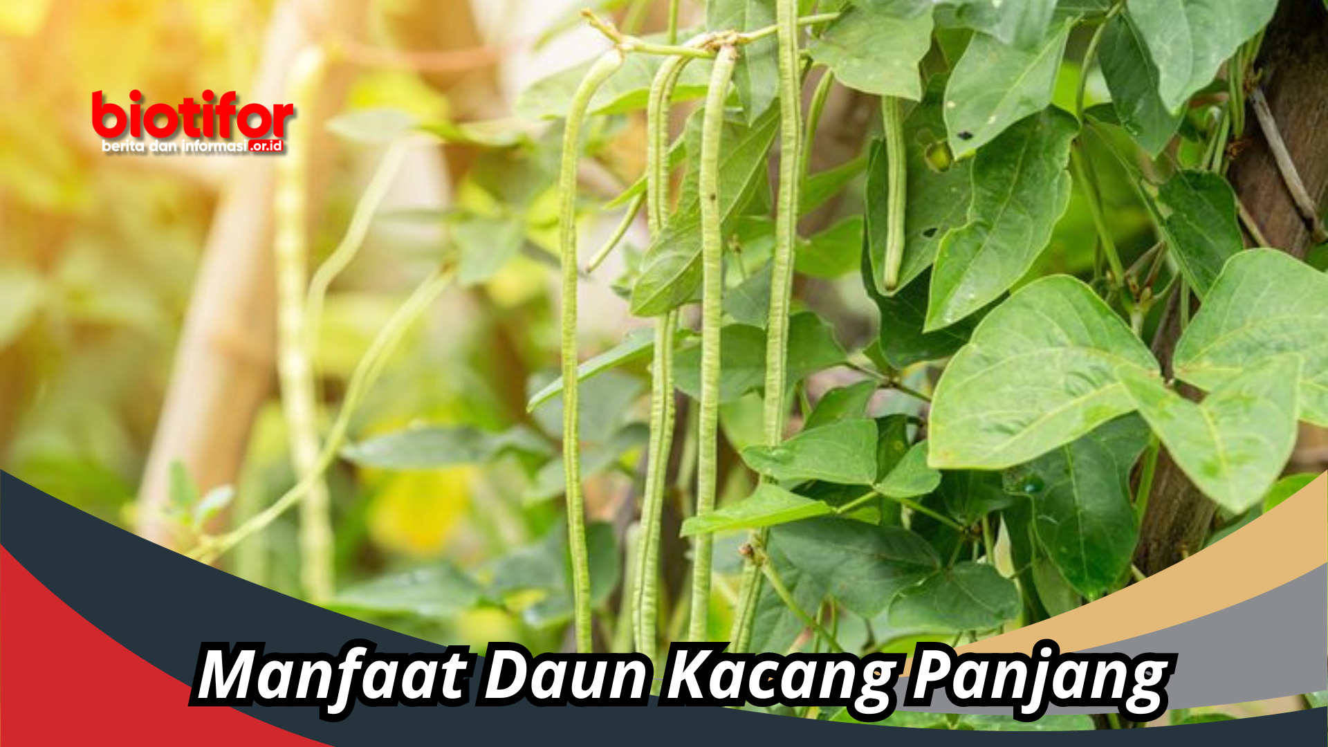 Manfaat Daun Kacang Panjang : Keajaiban Kesehatan Yang Tak Terduga!