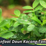 Manfaat Daun Kacang Tanah