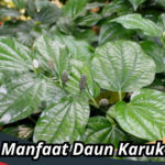 Manfaat Daun Karuk