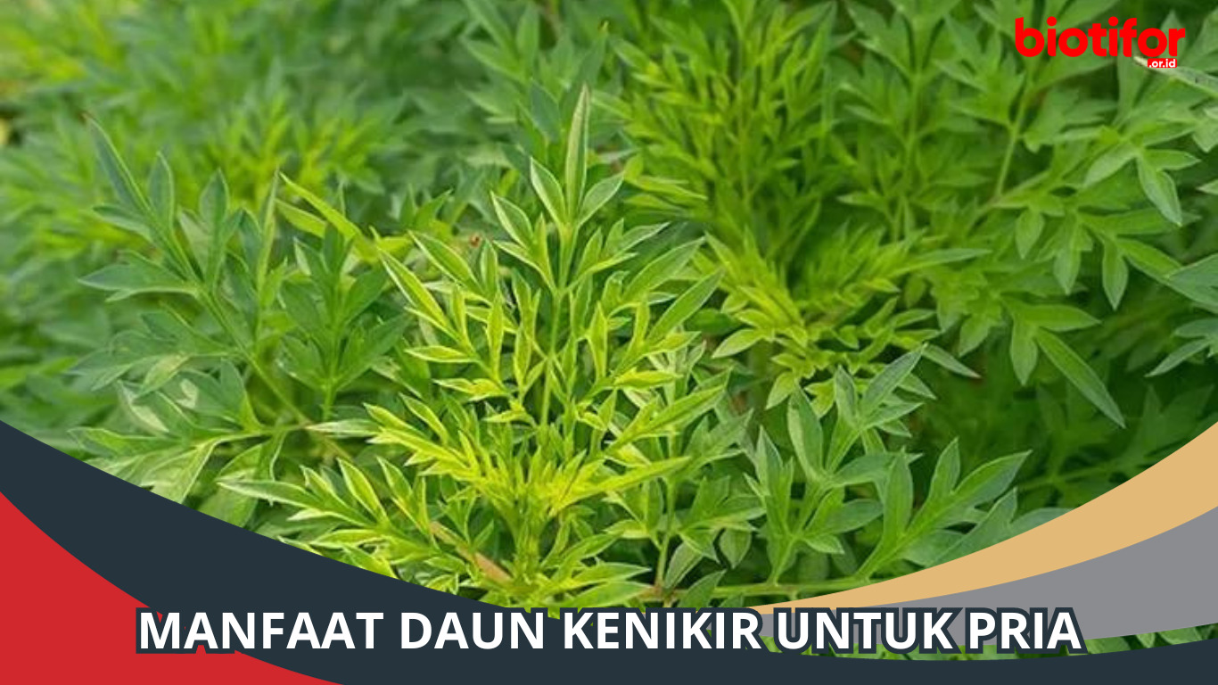 Manfaat Daun Kenikir untuk Pria: Kesehatan dan Kesejahteraan