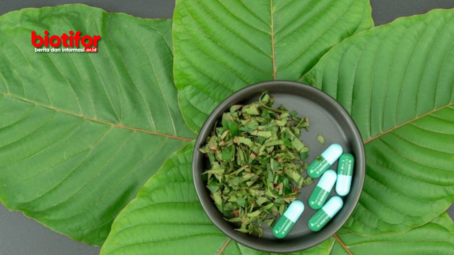 daun kratom