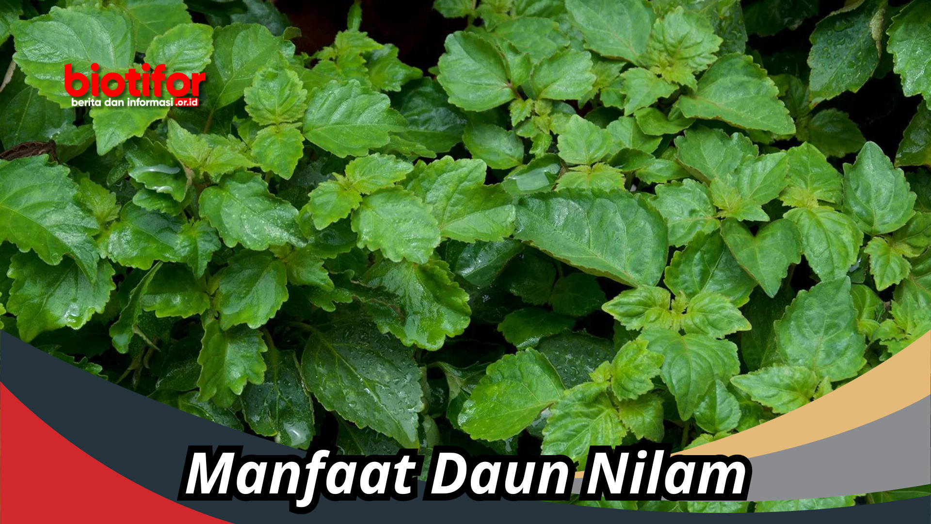 Manfaat Daun Nilam Yang Tak Terbantahkan!