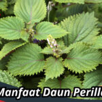 Manfaat Daun Perilla
