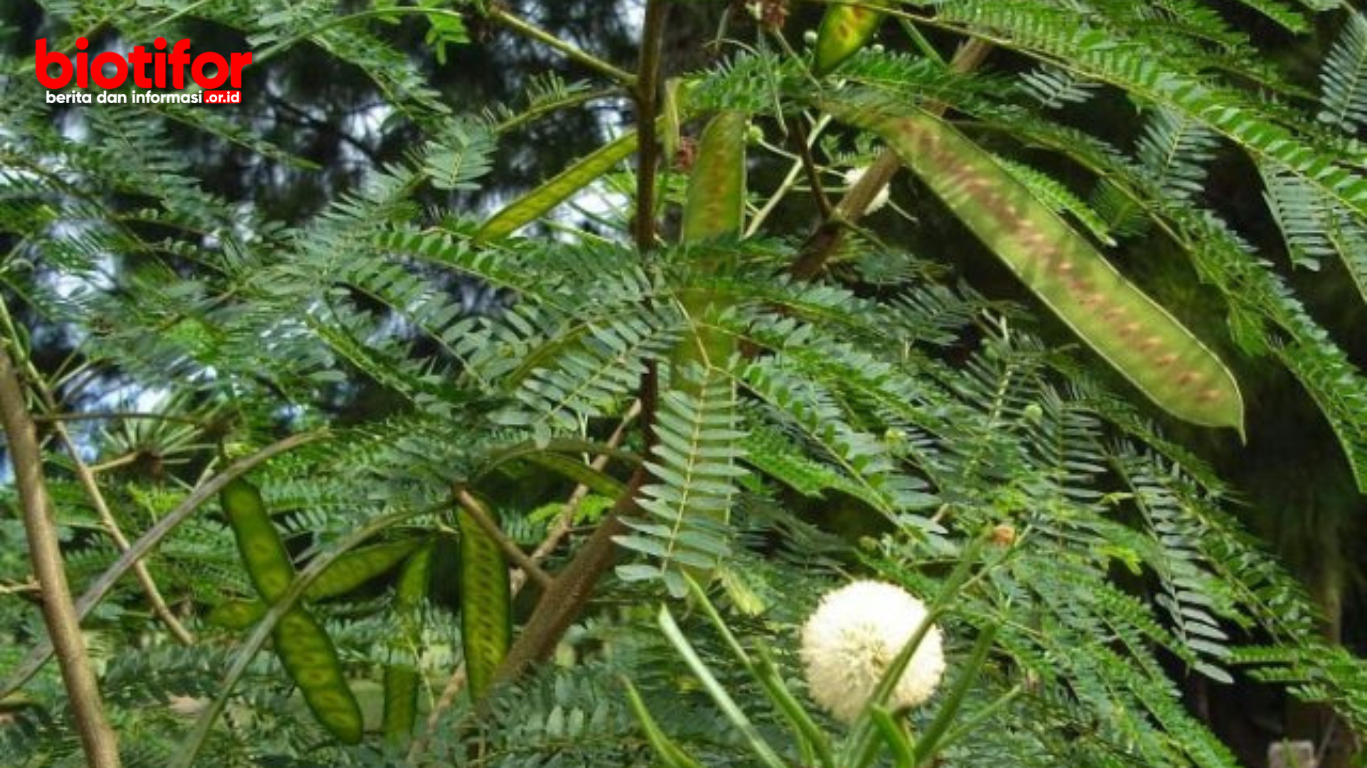 Manfaat Daun Petai Cina