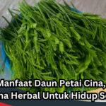 Manfaat Daun Petai Cina