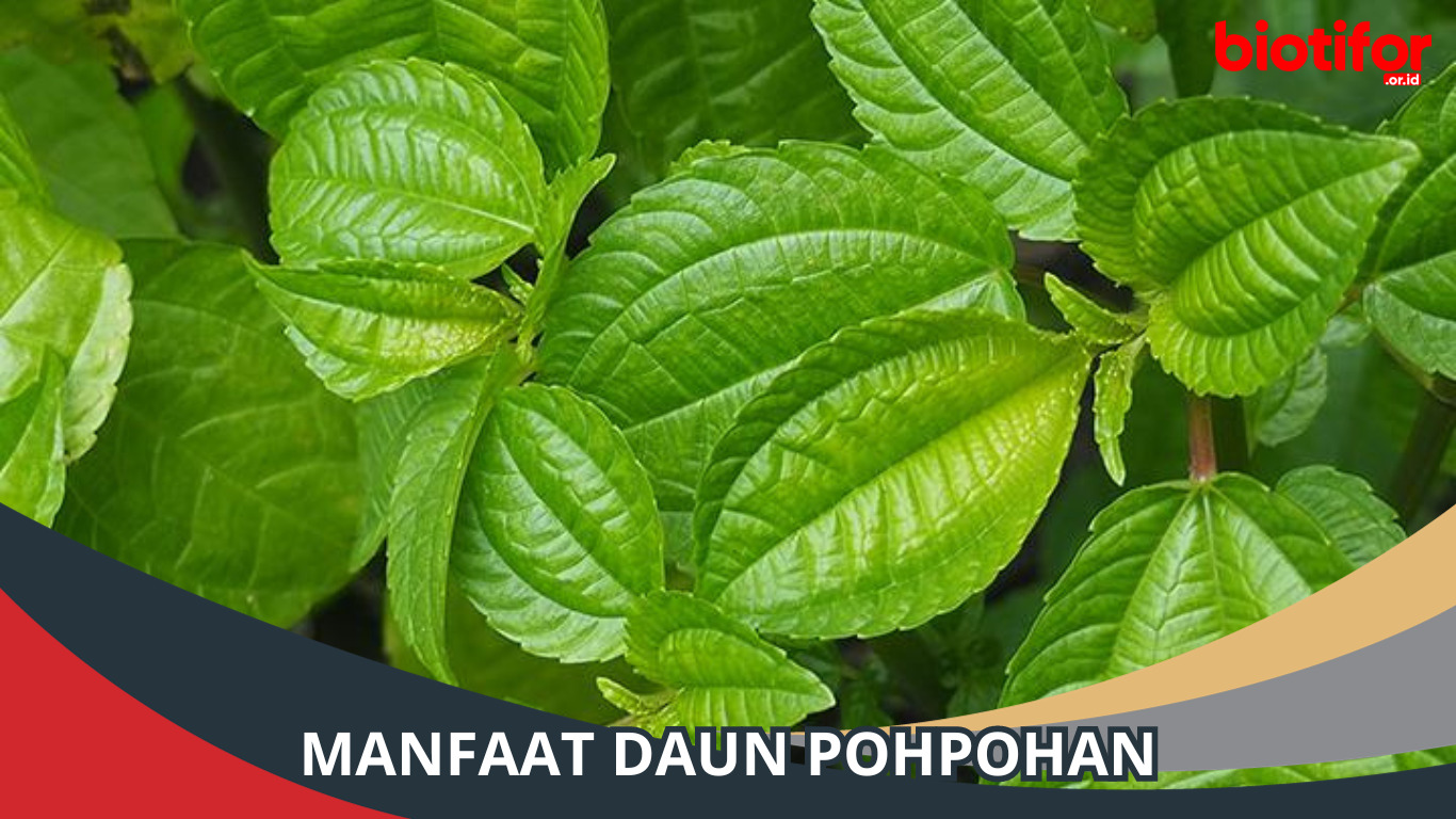 Manfaat Daun Pohpohan