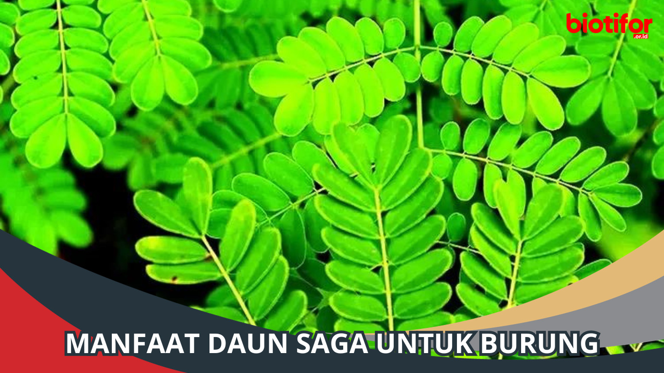 Manfaat Daun Saga untuk Burung