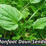 Manfaat Daun Sendok