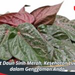 Manfaat Daun Sirih Merah, Kesehatan Luar Biasa dalam Genggaman Anda