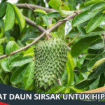Manfaat Daun Sirsak untuk Hipertensi