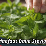 Manfaat Daun Stevia