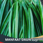 Manfaat Daun Suji