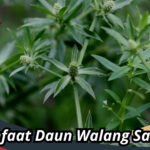 Manfaat Daun Walang Sangit