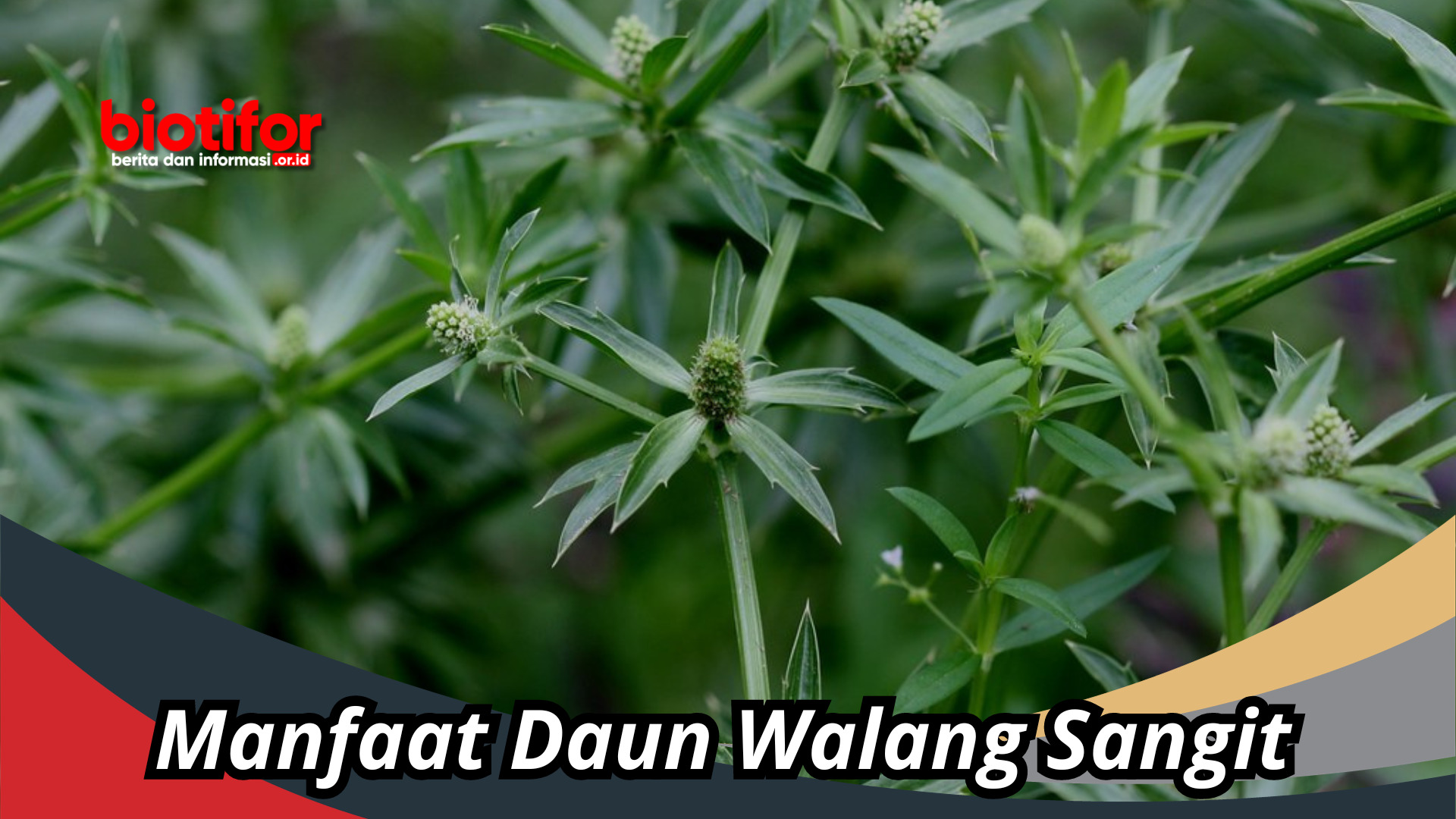 Manfaat Daun Walang Sangit, Dari Kesehatan Hingga Kecantikan