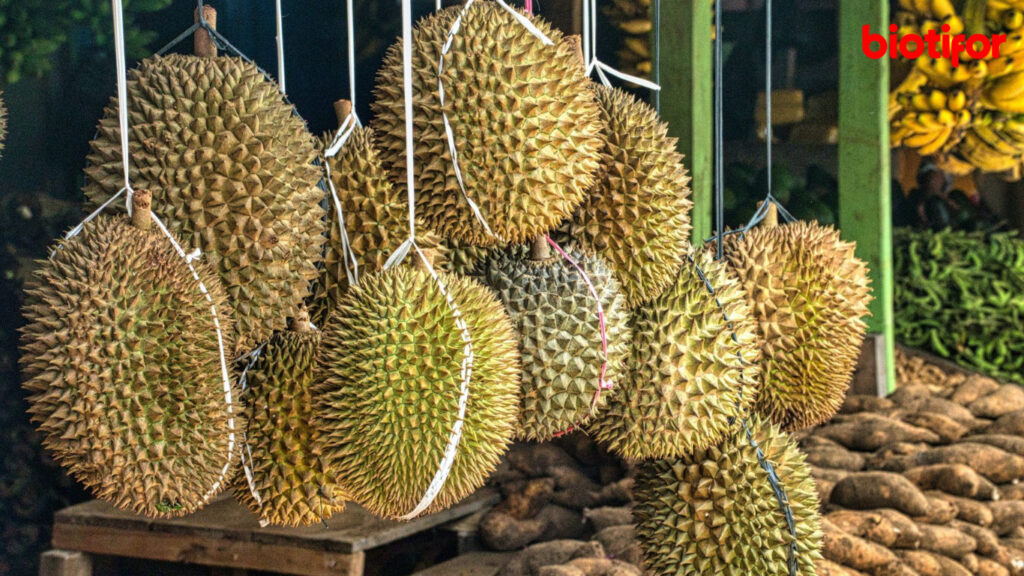 Manfaat Durian untuk Diet