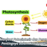 Manfaat Fotosintesis dan Peran Pentingnya dalam Kehidupan