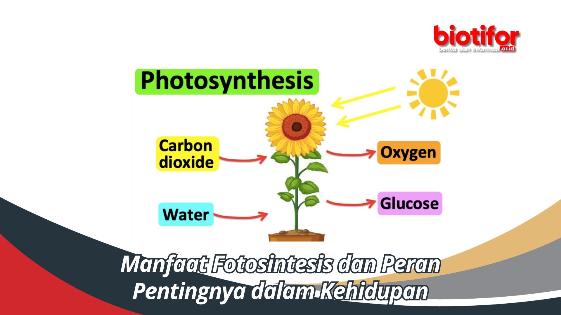Manfaat Fotosintesis dan Peran Pentingnya dalam Kehidupan