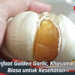 Manfaat Golden Garlic, Khasiat Luar Biasa untuk Kesehatan