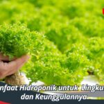 Manfaat Hidroponik untuk Lingkungan dan Keunggulannya