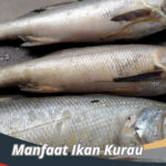 Manfaat Ikan Kurau