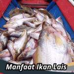 Manfaat Ikan Lais