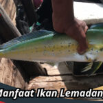 Manfaat Ikan Lemadang