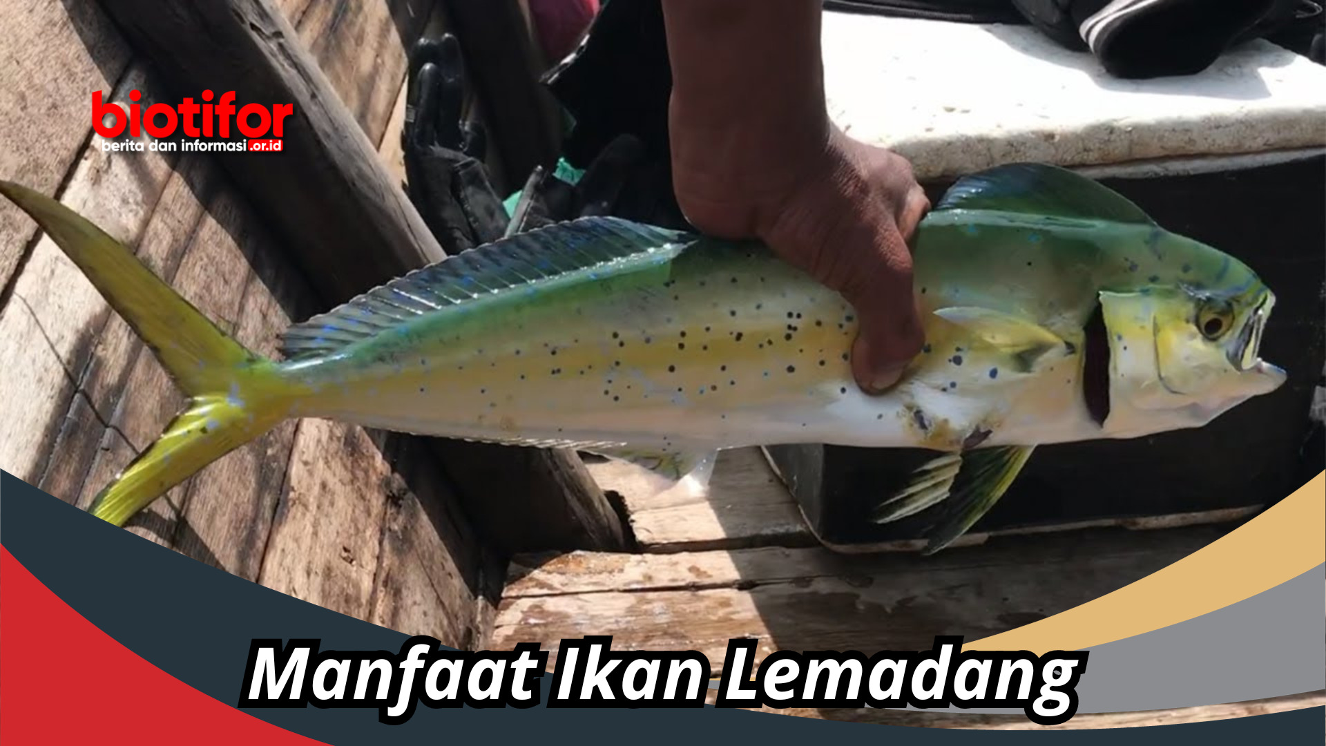 Manfaat Ikan Lemadang