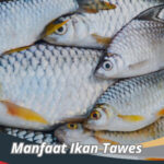 Manfaat Ikan Tawes