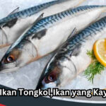 Manfaat Ikan Tongkol