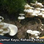 Manfaat Jamur Kayu