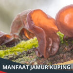 Manfaat Jamur Kuping