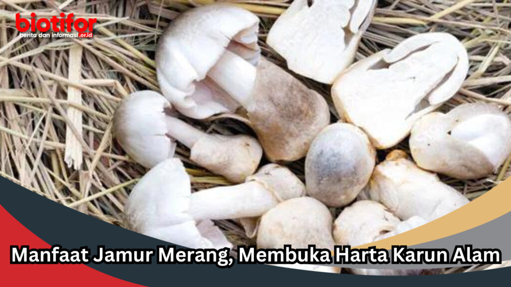 Manfaat Jamur Merang, Membuka Harta Karun Alam Biotifor