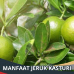 Manfaat Jeruk Kasturi