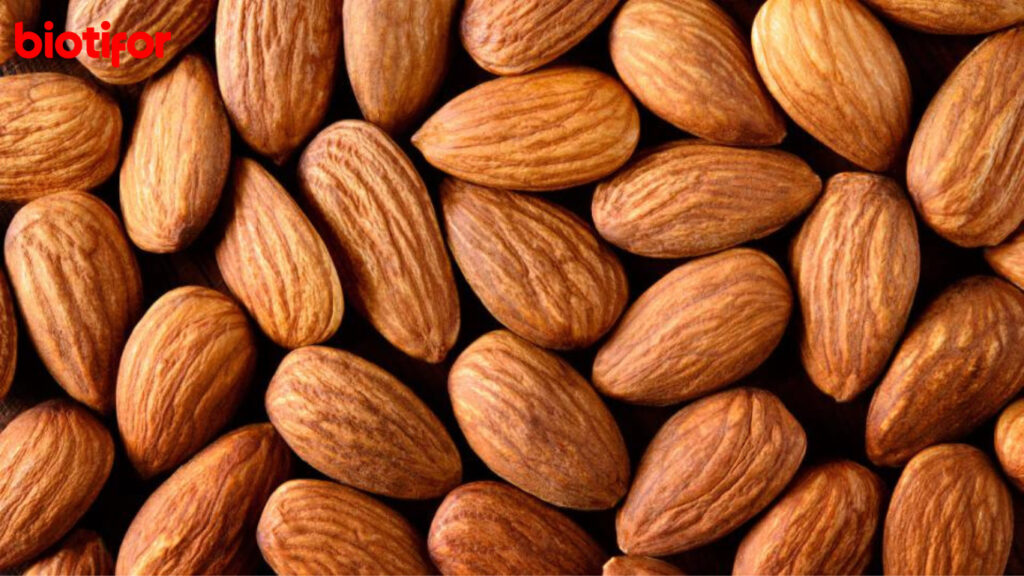 Manfaat Kacang Almond untuk Ibu Menyusui