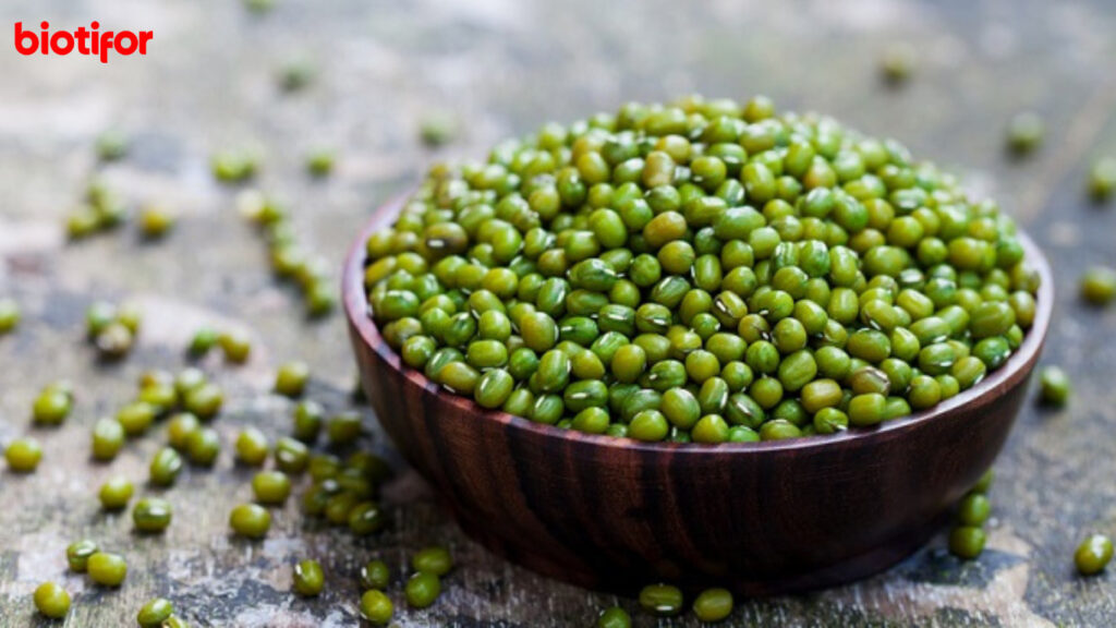 Mengenal Kacang Hijau