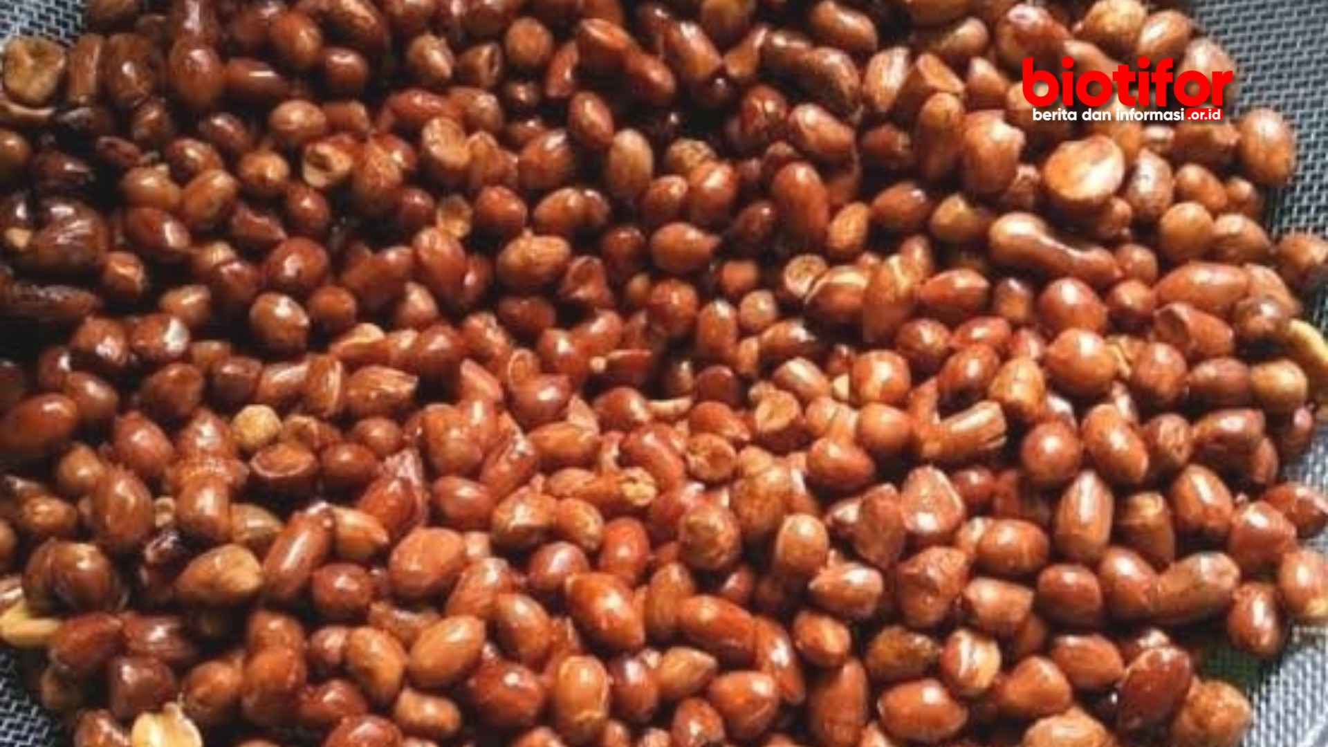 Manfaat Kacang Tanah Goreng