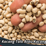 Manfaat Kacang Tolo