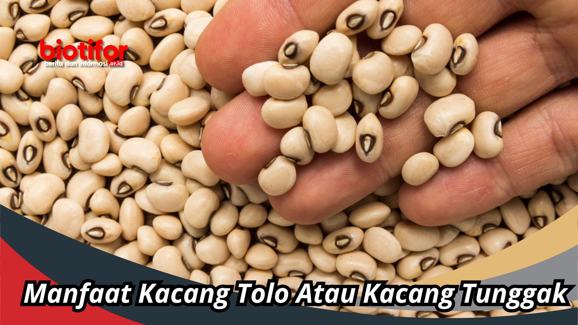 Manfaat Kacang Tolo Atau Kacang Tunggak: Benutrisi Tinggi