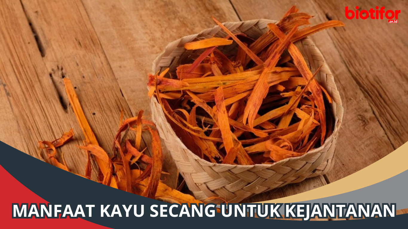 Manfaat Kayu Secang untuk Kejantanan, Rahasia Alam!
