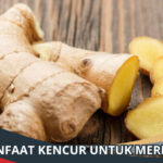 Manfaat Kencur untuk Merpati