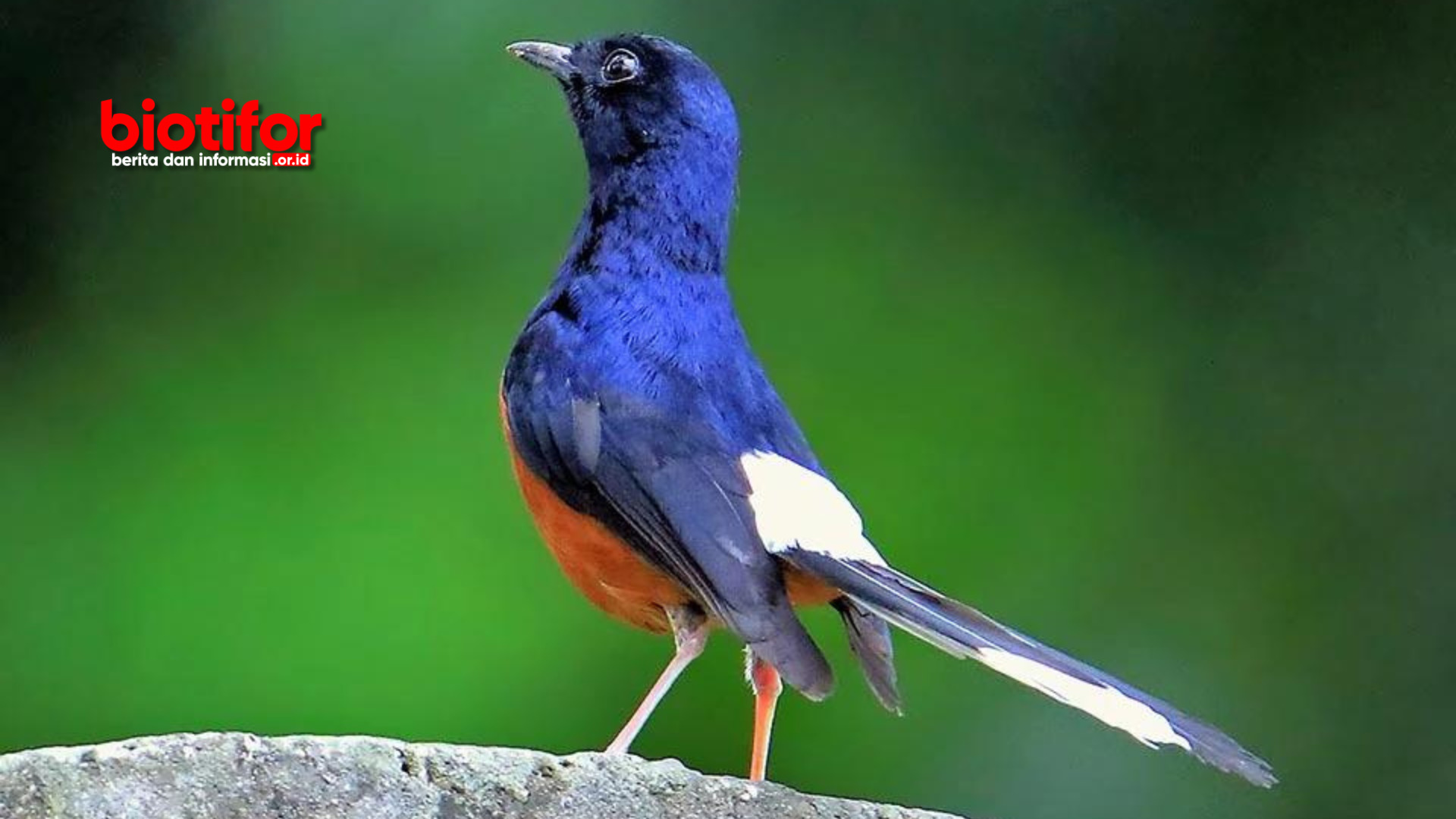 manfaat laron untuk burung