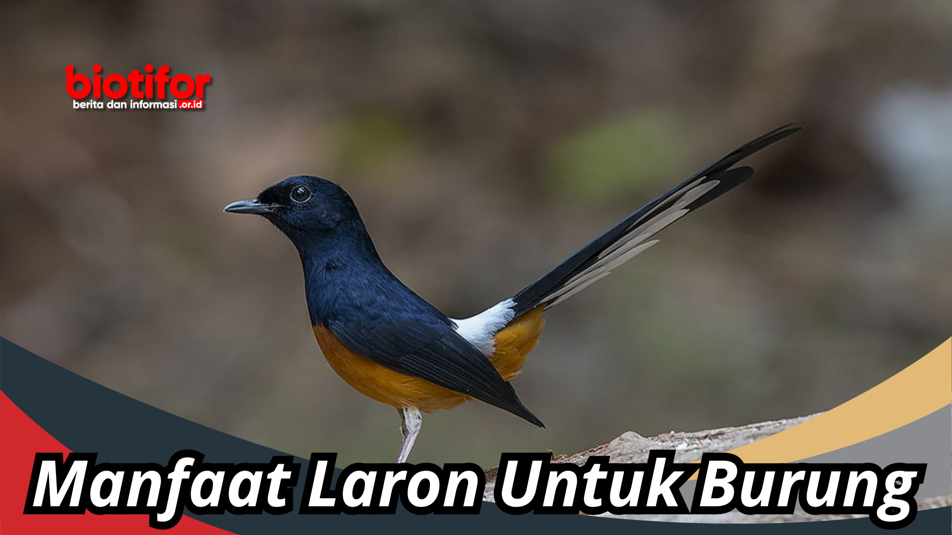 Manfaat Laron Untuk Burung , Salah Satunya Bikin Gacor!