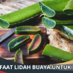 Manfaat Lidah Buaya untuk Luka