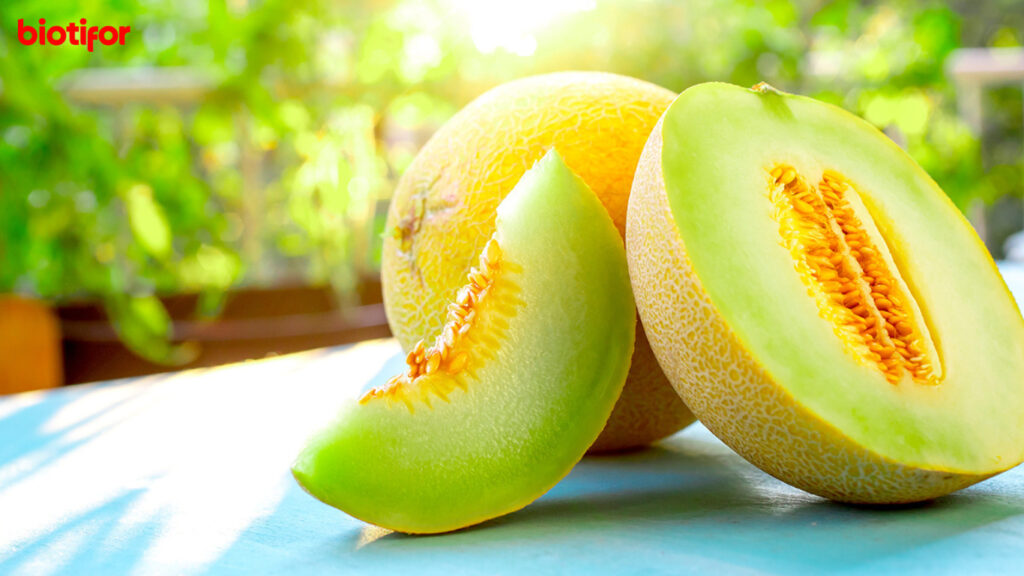 Manfaat Melon untuk Ibu Hamil