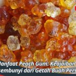 Manfaat Peach Gum Keajaiban Tersembunyi dari Getah Buah Persik