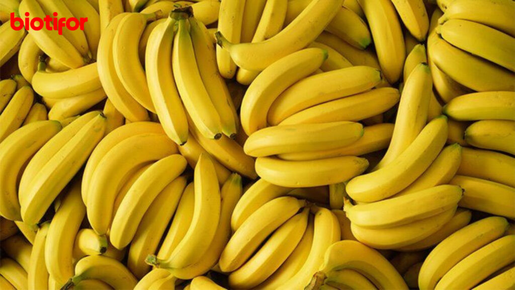 Kandungan Nutrisi Pisang