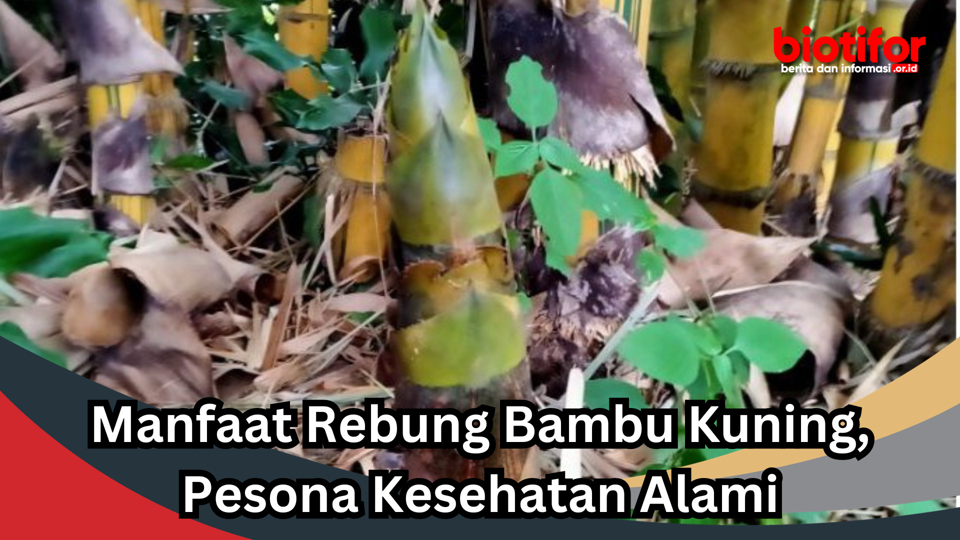 Manfaat Rebung Bambu Kuning