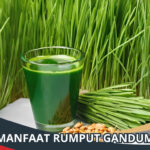 Manfaat Rumput Gandum